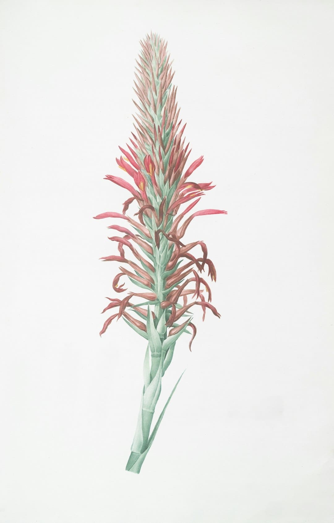 “鲜花经济”美丽开放
